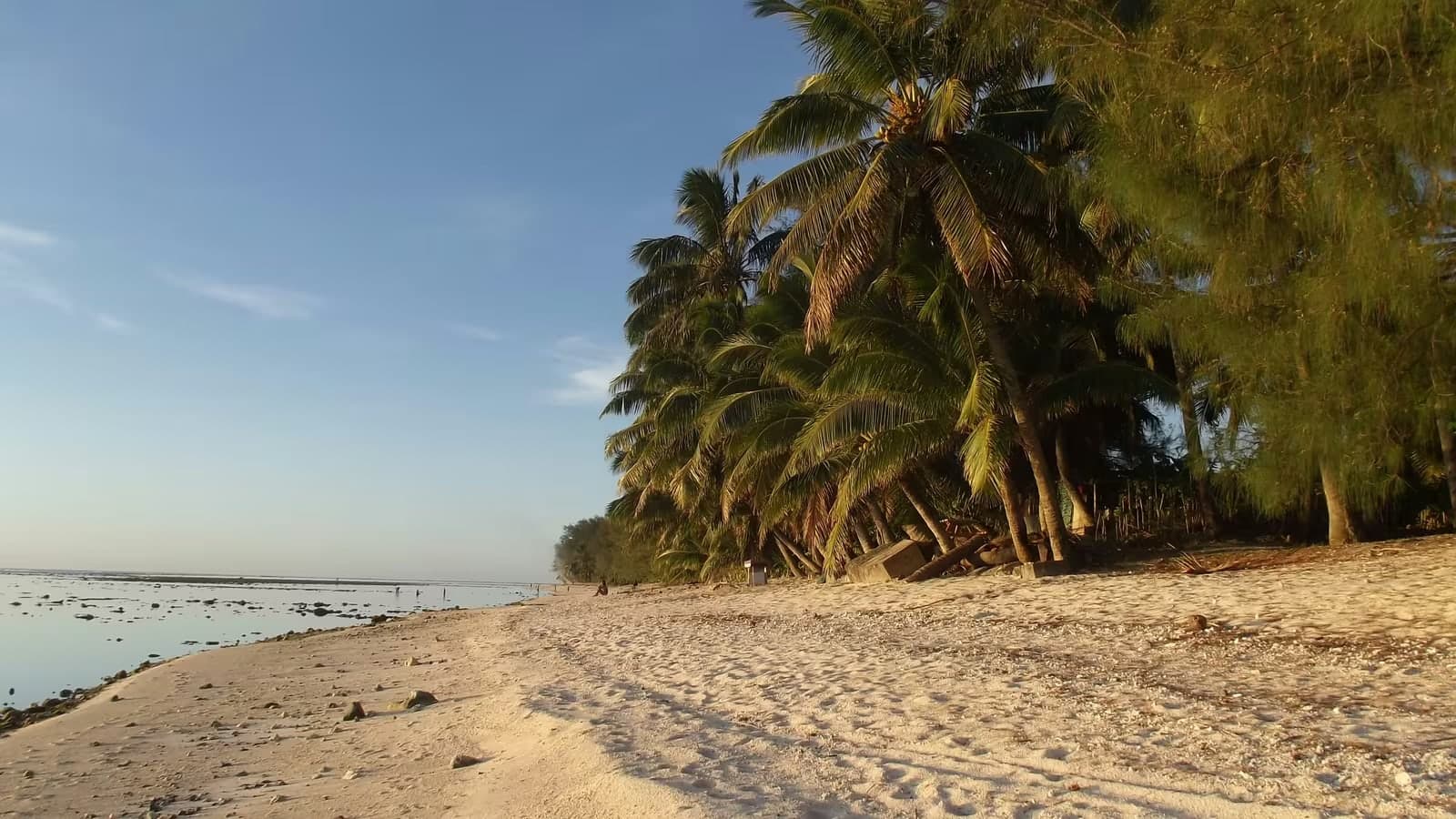 Rarotonga beach with palm trees at midday
